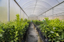 Com plantio que atravessa gerações, produção de poncã é a marca de Cerro Azul. 05/2021 - Foto: Gilson Abreu/AEN