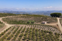 Com plantio que atravessa gerações, produção de poncã é a marca de Cerro Azul. 05/2021 - Foto: Gilson Abreu/AEN