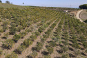 Com plantio que atravessa gerações, produção de poncã é a marca de Cerro Azul. 05/2021 - Foto: Gilson Abreu/AEN