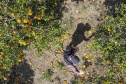Com plantio que atravessa gerações, produção de poncã é a marca de Cerro Azul. 05/2021 - Foto: Gilson Abreu/AEN