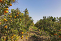 Com plantio que atravessa gerações, produção de poncã é a marca de Cerro Azul. 05/2021 - Foto: Gilson Abreu/AEN