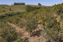 Com plantio que atravessa gerações, produção de poncã é a marca de Cerro Azul. 05/2021 - Foto: Gilson Abreu/AEN