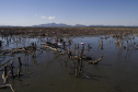 Barragem do Iraí atraiu centenas de aves para se alimentar durante estiagem -  Curitiba, 03/09/2021  -  Foto: André Thiago/Sanepar