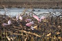 Barragem do Iraí atraiu centenas de aves para se alimentar durante estiagem. Foto:Tayla Coelho