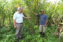 PARANA AGRO - Produçao de Palmito na cidade de Guaraquecaba no litoral do Estado. Na foto o agricultor Antonio (Toninho) Rosa e Sebastião Bellettini, gerente regional da Emater em Paranaguá. 13/09/21 - Foto: Geraldo Bubniak/AEN