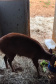 No Dia Mundial da Fauna e Dia da Defesa da Fauna, nesta quarta-feira (22), a Secretaria do Desenvolvimento Sustentável e do Turismo (Sedest) reforçou o serviço prestado no Estado de atendimento aos animais silvestres.  -  Curitiba, 23/09/2021  -  Foto: Alessandro Vieira/AEN