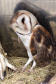 No Dia Mundial da Fauna e Dia da Defesa da Fauna, nesta quarta-feira (22), a Secretaria do Desenvolvimento Sustentável e do Turismo (Sedest) reforçou o serviço prestado no Estado de atendimento aos animais silvestres.  -  Curitiba, 23/09/2021  -  Foto: Alessandro Vieira/AEN