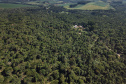 Paraná é o segundo maior produtor florestal do País, segundo IBGE
. Na foto, erva-mate em São Mateus do Sul. Foto: José Fernando Ogura/AEN