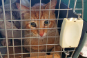 Em três municípios do Norte Pioneiro do Estado, 463 animais são aguardados para o Programa Permanente de Esterilização de Cães e Gatos ? CastraPet Paraná até o final deste mês. A ação é promovida pela Secretaria do Desenvolvimento Sustentável e do Turismo (Sedest), em parceria com os municípios, que realizam o cadastro das famílias beneficiadas. - Curitiba, 18/10/2021 - Foto: SEDEST