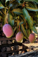 Agricultura familiar faz da pequena Uraí a maior produtora de manga do Paraná. Foto; Ari Dias/AEN