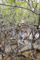 Mutirão de limpeza nos mangues de Antonina  - Paranaguá, 08/11/2021 - Foto: Claudio Neves/Portos do Paraná