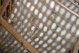 O Instituto Agronômico do Paraná (Iapar) realiza de terça a sexta-feira (20 a 23), em parceria com a Universidade Estadual de Londrina (UEL), Fiação de Seda Bratac S/A e Emater, o Curso de Atualização em Sericicultura. O curso prevê treinamento teórico e uma visita técnica na Bratac para conhecer o sistema de produção.Foto: Divulgação/Iapar