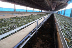 O Instituto Agronômico do Paraná (Iapar) realiza de terça a sexta-feira (20 a 23), em parceria com a Universidade Estadual de Londrina (UEL), Fiação de Seda Bratac S/A e Emater, o Curso de Atualização em Sericicultura. O curso prevê treinamento teórico e uma visita técnica na Bratac para conhecer o sistema de produção.Foto: Divulgação/Iapar