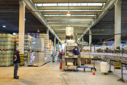 A força-tarefa para disponibilizar o produto que é essencial para a higienização das mãos e superfícies, inibindo a disseminação do novo coronavírus, envolve o Grupo Petrópolis, que forneceu 10 mil litros de álcool 92,8%, e a Hugo Cini S.A., que assumiu o trabalho de preparação e envasamento. O álcool 92,8% será diluído a 70%, teor alcoólico recomendado para o fim a que se destina, totalizando 12 mil litros de produto pronto para uso.