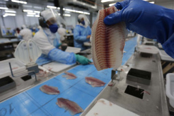 Nova Aurora - 09-10-2020 - Cooperativa Copacol - Abate de Tilapia  - Foto : Jonathan Campos / AEN