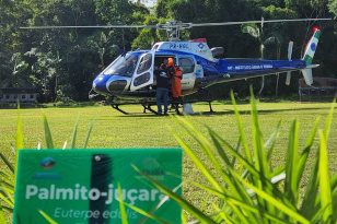 IAT faz dispersão de 700 mil sementes de palmito-juçara para restaurar a Mata AtlânticaEstado autoriza R$ 21,1 milhões para infr...