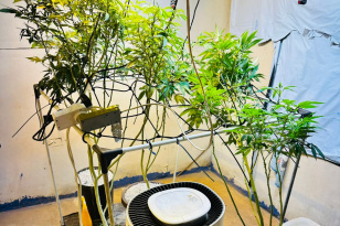 PMPR apreende plantas de maconha e balanças após denúncias em LondrinaNove municípios do Paraná iniciam planos de adaptação às m...
