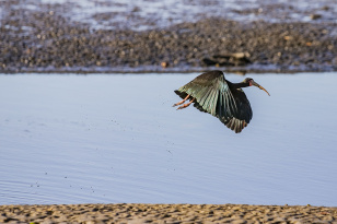 Monitoramento no Porto de Paranaguá registra quase 25 mil aves e reforça conservação no LitoralUmuarama recebe a final dos Jogos...