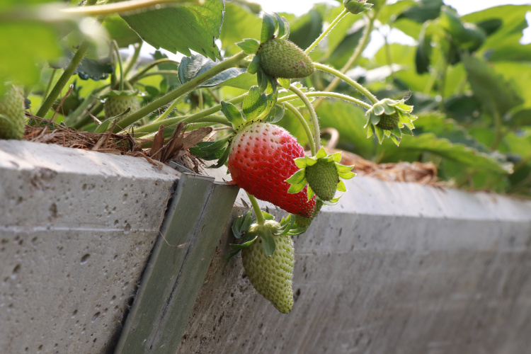 Tecpar capacita municípios do Litoral sobre certificação de orgânicos