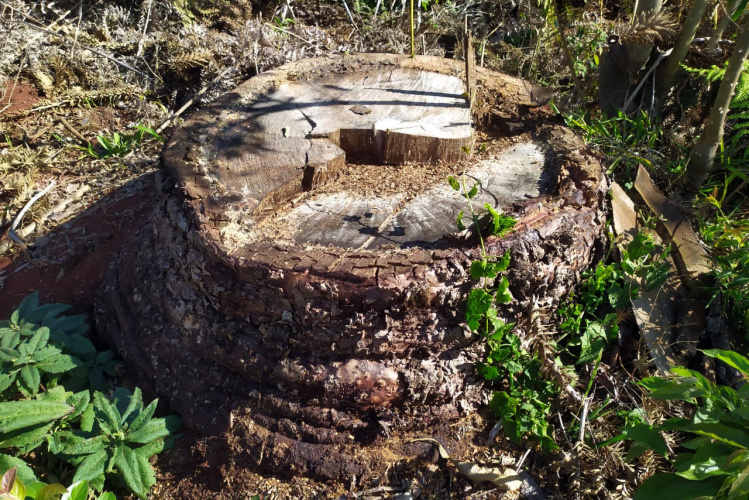 IAT divulga balanço de força tarefa no Sul do Estado - Foto: IAT