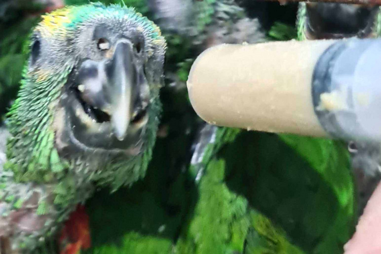 O Centro de Triagem de Animais Silvestres (CETAS) Campos Gerais, instituição parceira do Instituto Água e Terra (IAT) no atendimento a animais silvestres, abriga mais de 50 psitacídeos (papagaio-verdadeiro e periquito-rico) apreendidos durante uma fiscalização na BR-373, em Ponta Grossa, nos Campos Gerais. -  Curitiba, 30/11/2021 - Foto: Instituto Klimionte