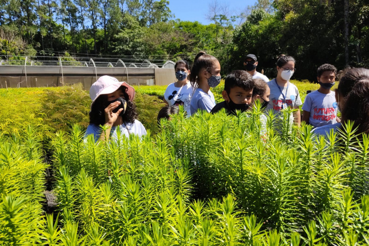O Viveiro Florestal do Instituto Água e Terra (IAT) em Jacarezinho, no Norte Pioneiro do Estado, voltou a recepcionar estudantes pelo projeto de educação ambiental, nesta terça-feira (23). Ao todo, 34 alunos dos 4º e 5º anos do ensino fundamental da Escola Municipal Professora Ruth Pimentel Rocha tiveram a experiência de um dia no campo com atividades diferenciadas. - Jacarezinho, 23/11/2021 - Foto: IAT