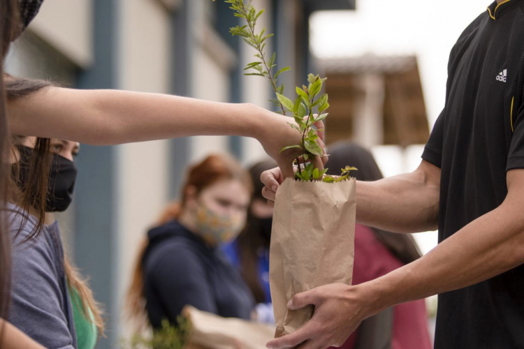 UEPG promove drive-thru para distribuição de mudas
