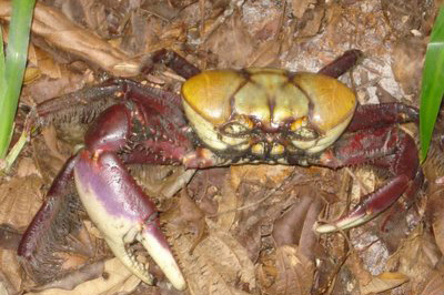 Temporada de captura do caranguejo-uçá é liberada nesta quarta-feira