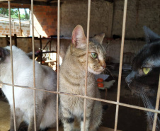 Governo do Paraná esterilizou 1.418 animais em sete cidades em novembro