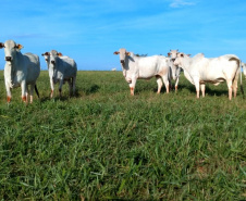 Até pouco tempo atrás o produtor Lairton Berti Garcia, de Moreira Sales, enfrentava sérias dificuldades para manter seu rebanho alimentado durante o inverno. Com pasto nativo e solo arenoso, a oferta de alimento para os animais sempre foi pequena nesse período. Foto: IDR