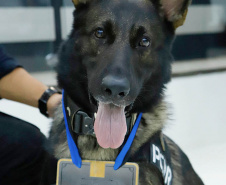 A Polícia Civil do Paraná (PCPR) recebeu homenagem inédita à atuação de um dos cães e seu condutor, em Maringá, região Norte do Estado, na terça-feira (9). É a primeira vez que um dos cachorros policiais da instituição é homenageado individualmente. O título do mérito comunitário foi concedido pela Câmara de Vereadores de Maringá ao cão Chris Cornell e ao investigador Marcos Shinnae.  - Maringá, 09/11/2021 - Foto: PCPR