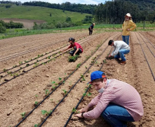 O total de 10 mil pés de morango foram plantados em duas propriedades; uma com modelo convencional e outra pelo sistema orgânico. - Foto: UEL