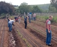 Projeto de extensão da UEL incentiva produção de morangos no Norte Pioneiro - Foto: UEL