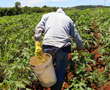 Estimulada por Uraí, no Norte, produção de quiabo começa a se expandir no Estado
