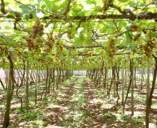 Marialva, plantação de uvas. Marialva,11/10/2019 Foto:jaelson Lucas / AEN
