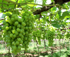Marialva, plantação de uvas. Marialva,11/10/2019 Foto:jaelson Lucas / AEN