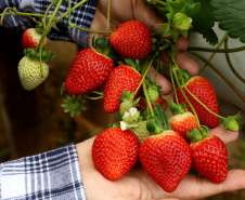 Deral lança Diagnóstico Agropecuário do Paraná