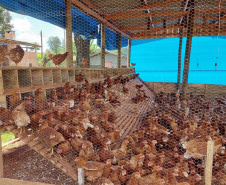 Ovo caipira agroecológico se torna alternativa de produção e diversificação de renda
