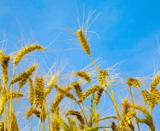 Deral lança Diagnóstico Agropecuário do Paraná