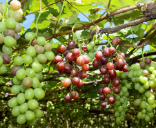 Deral lança Diagnóstico Agropecuário do Paraná