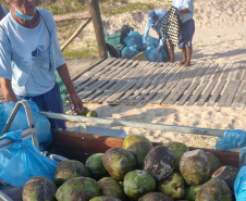 Sanepar coleta 600 kg de coco verde por dia nas praias de Pontal do Paraná