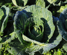 Com milhares de produtores certificados, Paraná aposta no cultivo de orgânicos