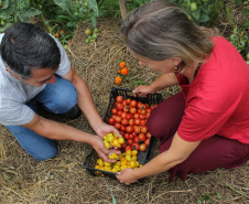 PRODUTORES ORGÂNICOS DA GRANDE CURITIBA CONTAM COM CERTIFICAÇÃO PELO TECPAR