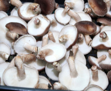 PRODUTORES ORGÂNICOS DA GRANDE CURITIBA CONTAM COM CERTIFICAÇÃO PELO TECPAR