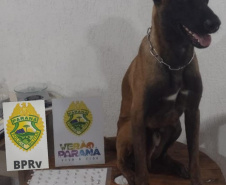 Batalhão Rodoviário apreende mais de 200 quilos de drogas no Litoral e no Oeste do estado