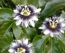 IDR-Paraná lança cultivar de maracujá no Show Rural