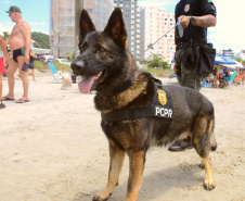 Cães policiais da Polícia Civil interagem com a sociedade no Litoral