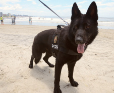 Cães policiais da Polícia Civil interagem com a sociedade no Litoral