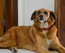 Polícia Civil apresenta os mascotes das delegacias do Litoral