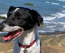 Polícia Civil apresenta os mascotes das delegacias do Litoral